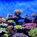 coral reef