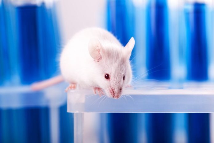 Animal testing declines across EU – cosmetics must ‘share good practice’, says charity