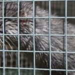 Mink
